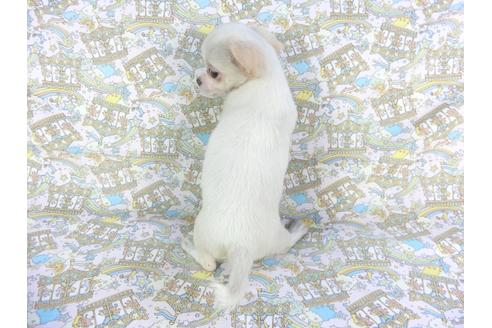 成約済の千葉県のチワワ(ロングコート)-105640の2枚目